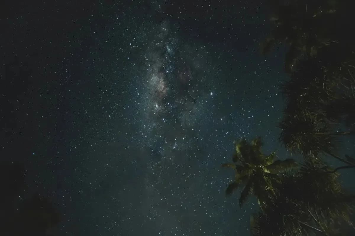 Starry night sky over palm trees